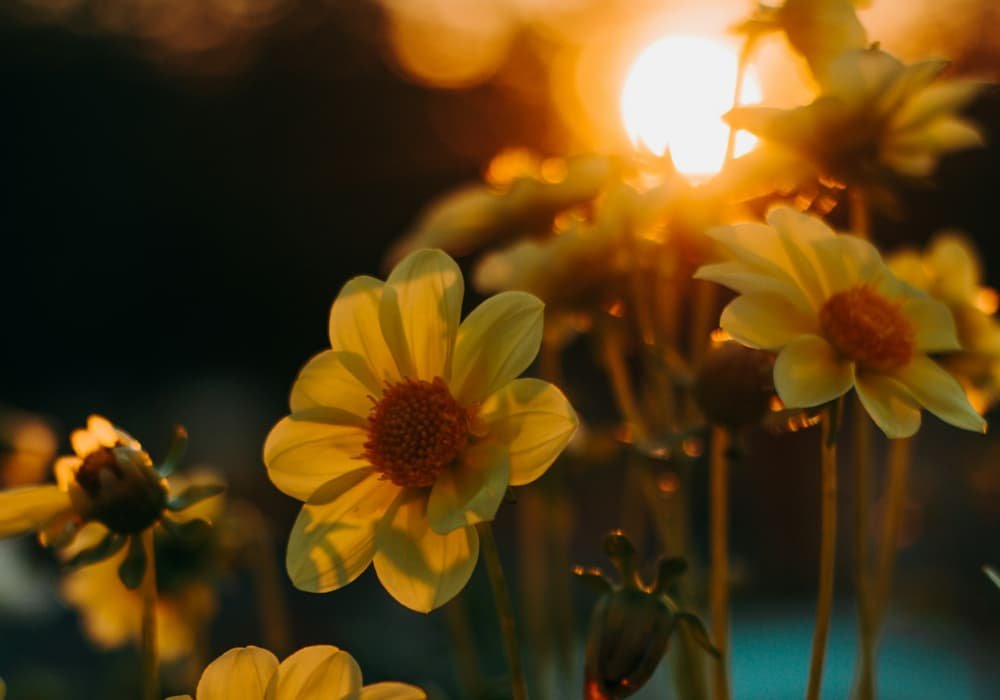 flores amarillas con sol radiante para el servicio astrológico de revolución solar